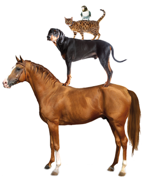tiere